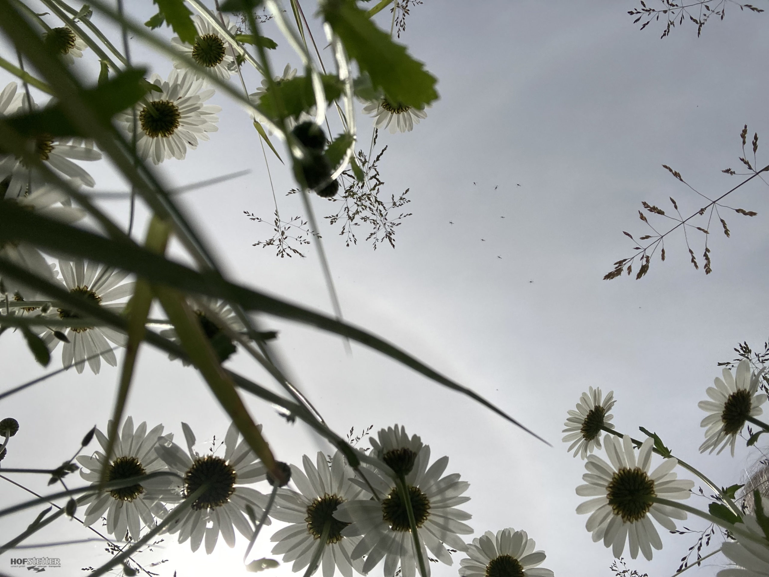 Blumen Margritli Fotoaufnahme von unten mit Mücken am Himmel